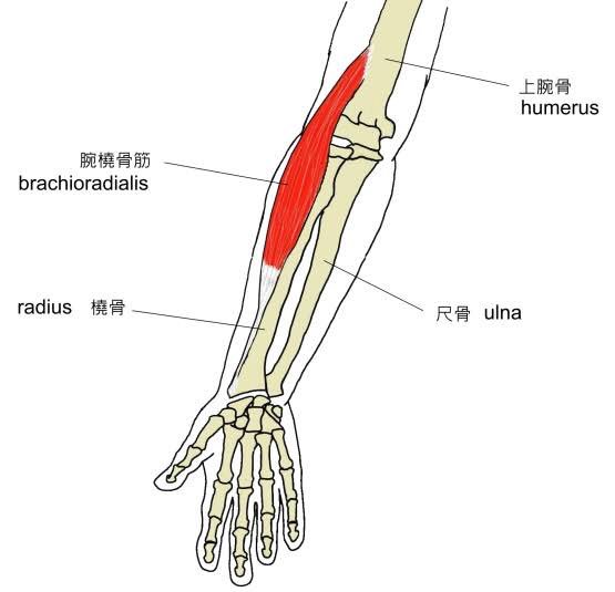 筋 腕 痛い の が