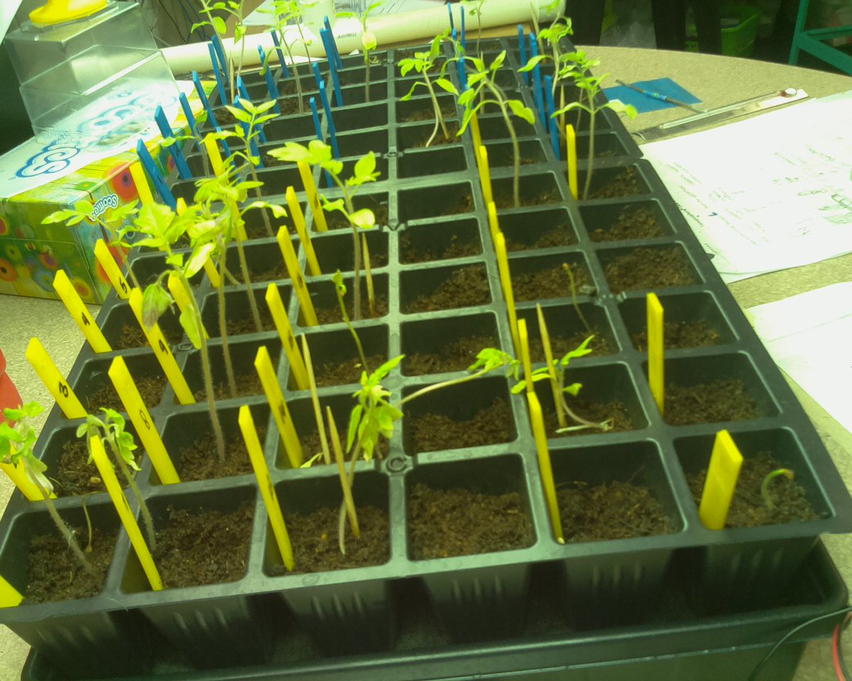 TomatoGators's tweet photo. The temperature is 20.562 Celsius. Seed growth (M) #tomatosphere https://t.co/e0qQJ0k9ug