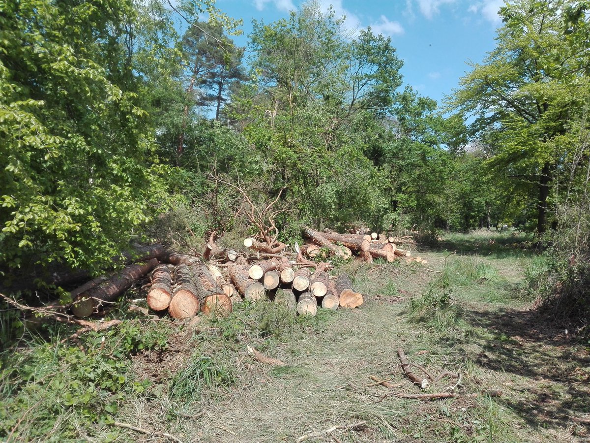 HambiBleibt's tweet photo. Schock-Fotos aus dem #HambacherForst! Mit Harvester wurde gerade eine große Schneise entlang der L257 gerodet und dutzende lebende Bäume gefällt. Nur die Anwesenheit von vorbeikommenden Aktivistis konnte schlimmeres verhindern. Nun heißt es wachsam bleiben, damit #hambibleibt https://t.co/p7GBHyElzq