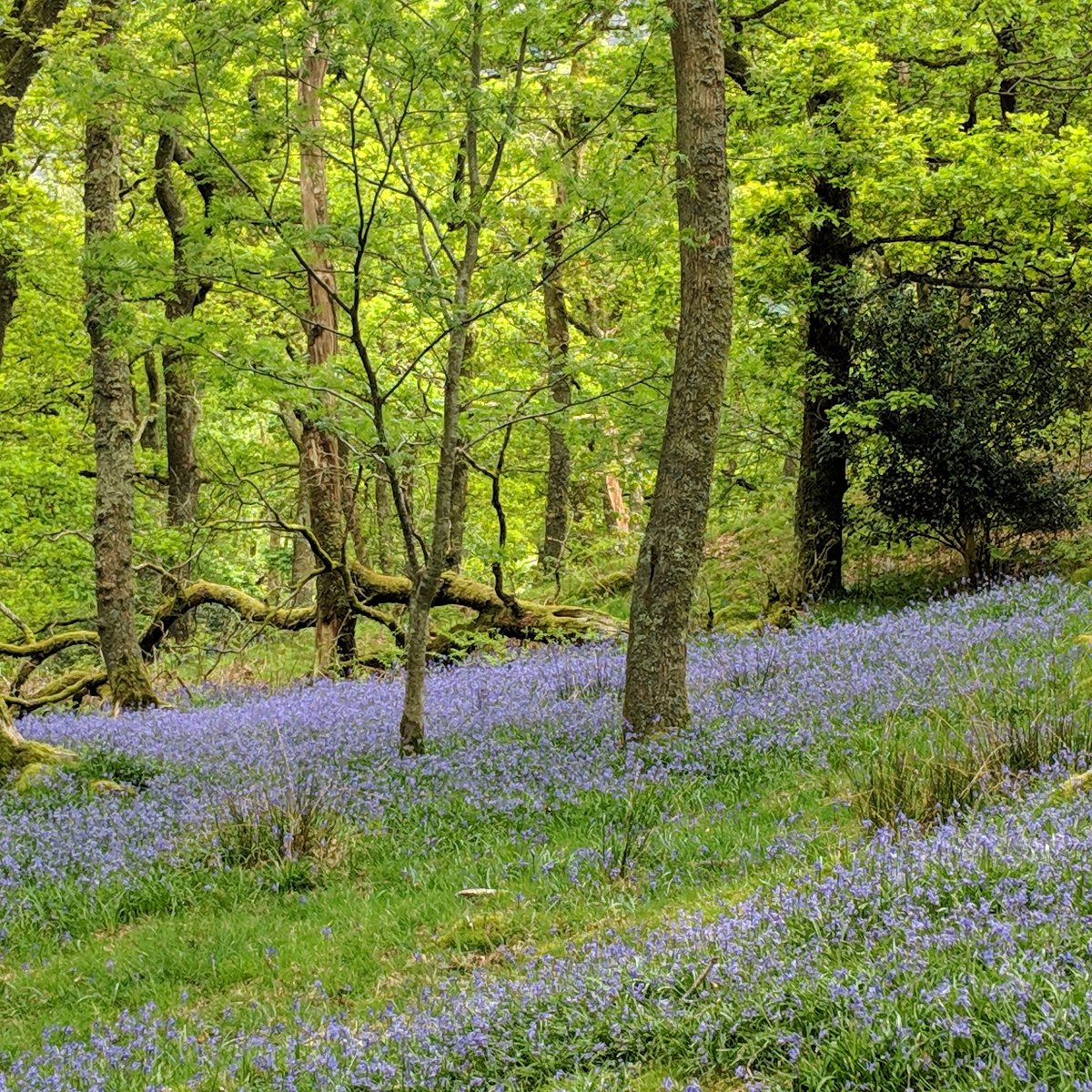 LakeDistInns's tweet photo. Randerdale Bluebells #lakedistrict #favouriteflowers #beautifulday #lucky #Cumbria #notjustlakes #TuesdayMotivation #lovethelakes https://t.co/IycIyyhEYT