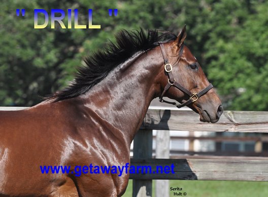 Get_AwayFarm's tweet photo. The mares love Drill's web page! https://t.co/H7zqjTafIo #GoDrill https://t.co/u16IUqbtz8
