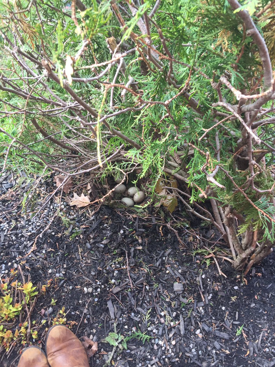 Kat_runz's tweet image. Look what one of our students discovered this morning on our playground @SouthRidgeTVDSB #duckeggs #kindergarten #inquiry