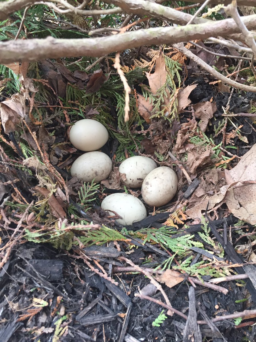 Kat_runz's tweet image. Look what one of our students discovered this morning on our playground @SouthRidgeTVDSB #duckeggs #kindergarten #inquiry