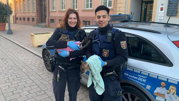 PP_Rheinpfalz's tweet image. Gestern stieß ein PKW mit einerm trächtigen Reh auf der #B39 im Bereich #Speyer zusammen. Das Reh starb leider. 😢 Die werdende Mutter hinterließ drei Rehkitze, um die wir uns zunächst kümmerten. 
Die Rehkitze übergaben wir im Anschluss wohlbehalten an die Tierrettung. 🙂