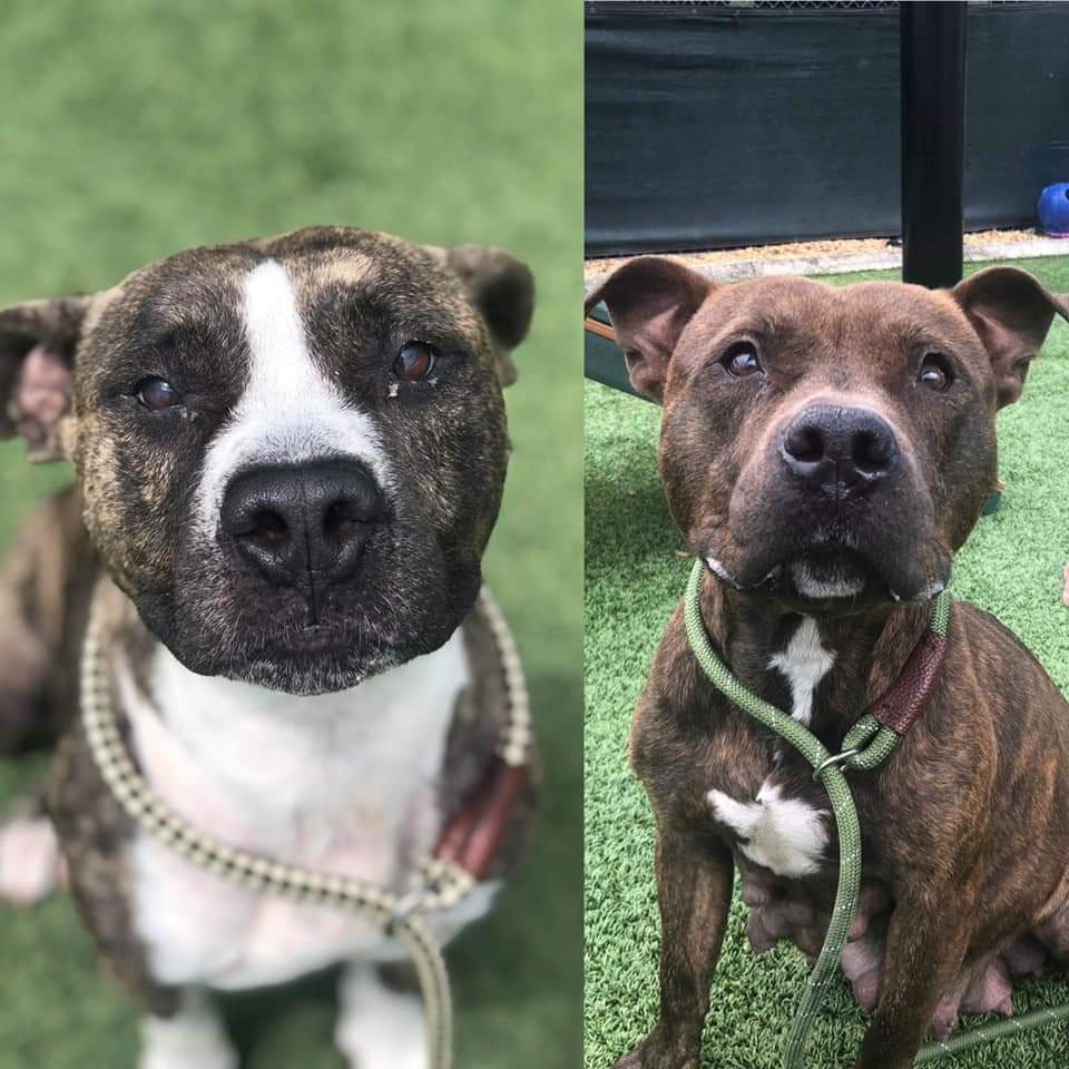 Orlando-Urgent Dogs tweet media