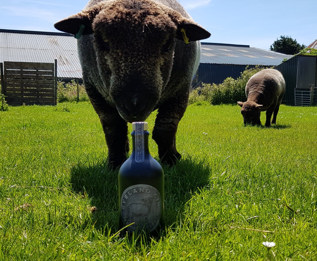 COLOUREDRYELAND's tweet photo. The Baaaaaar is Open for Ryeland Gin Thurs 16th May 9am @devoncountyshow in @shopforsomethingdifferent marquee at too of Ave A. Gizmo will be at the show too, be great 2b back in their home county showground #bespokegin #qualitygifts #tastethedifference #smeafieldcolouredryelands https://t.co/nVLuF5zzsl