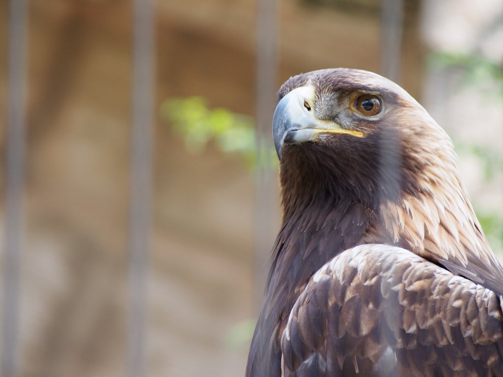 千葉市動物公園 公式 En Twitter 正解は イヌワシでした 鋭い爪もクチバシも 猛禽類ならでは 鳥好きも鳥好きでない人も グッとくるかっこよさですね 企 Chibazoo T Co Gaav4maar7 Twitter 千葉市動物公園 公式 En Twitter 正解は イヌワシでした 鋭い爪もクチバシも 猛禽類ならでは 鳥好きも鳥好きでない人も グッとくるかっこよさですね 企 Chibazoo T Co Gaav4maar7 Twitter