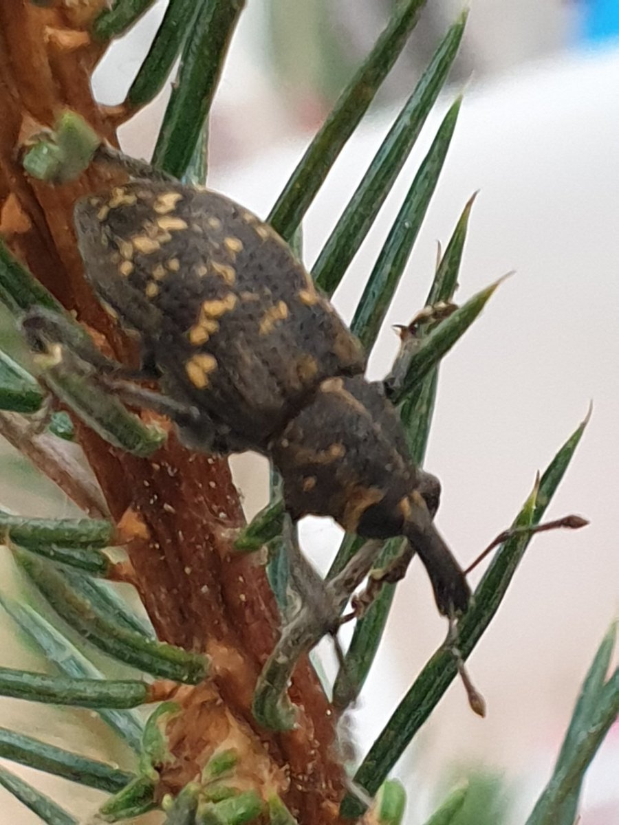 Splendidtrees's tweet photo. Teaching the future foresters and land managers about pine #weevils and our #Research on alternative treatments to #pesticides @IC_UHI @forestryls - they all seemed very interested about all innovations around #Scottish #forestry! #education https://t.co/da2HfSQaoM