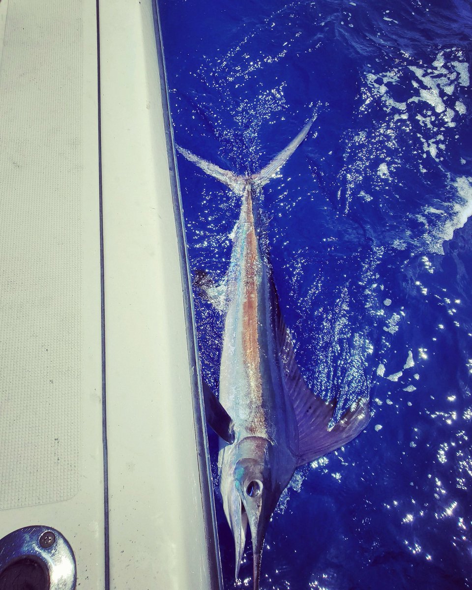 aqualocofishing's tweet photo. BW, with the clean release this weekend. 
#aqualoco #billfish #billfishing #bluemarlin #whitemarlin #marlin #mahi #wahoo #tuna #sailfish #biggamefishing #offshorefishing #fishing #offshore #saltwater #saltwaterfishing https://t.co/dhLdoZmtnA