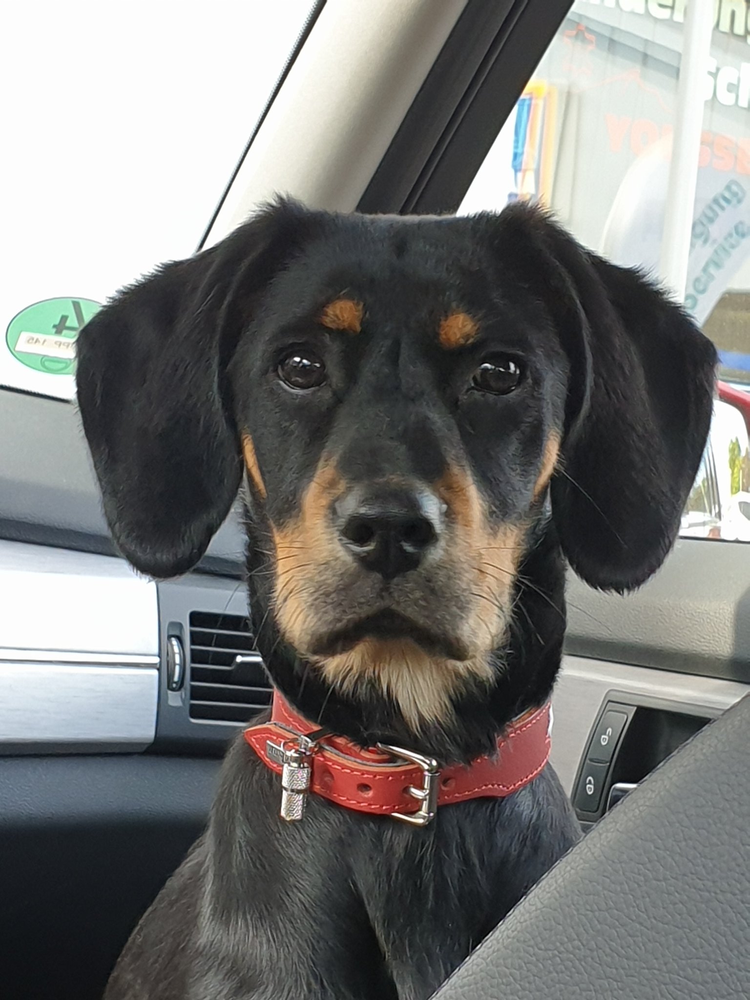 マキシー Maxie Pickert ドイツの犬 やっぱり犬のない生活は寂しいよー ドイツ 犬 犬好き 犬好きさんと繋がりたい マキシー Maxie Pickert ドイツの犬 やっぱり犬のない生活は寂しいよー ドイツ 犬 犬好き 犬好きさんと繋がりたい