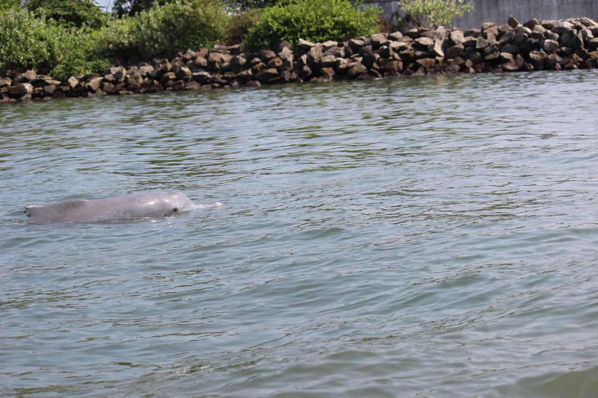 DrSimiMathew's tweet photo. @clubmahindra #BringingYouCloser Had a great family time at Ashtamudi lake resort but the most enchanting moment was watching the dolphins swim along with our boat. https://t.co/GJ2dPromz1