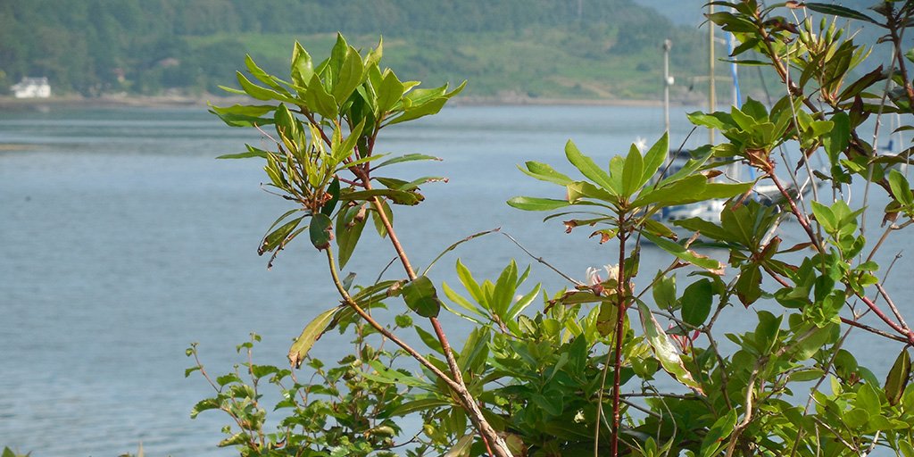 lomondtrossachs's tweet image. Invasive #Rhododendron hosts Phytophthora that can be fatal for trees &amp;amp; shrub that contribute to habitat #biodiversity. #InvasiveSpecies control is vital to reduce the spread of disease. Help us by cleaning your shoes/kit, bike &amp;amp; pet's paws before entering a forest. #keepitclean