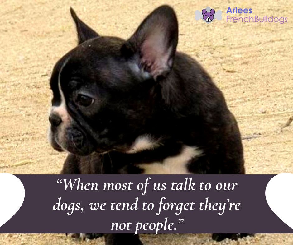 “When most of us talk to our dogs, we tend to forget they’re not people.” - - Arlees French Bulldogs

Call Us: 714-402-0298

#frenchieforsale #frenchbulldogbreeder #frenchiebreeder #bestfrenchiebreeder