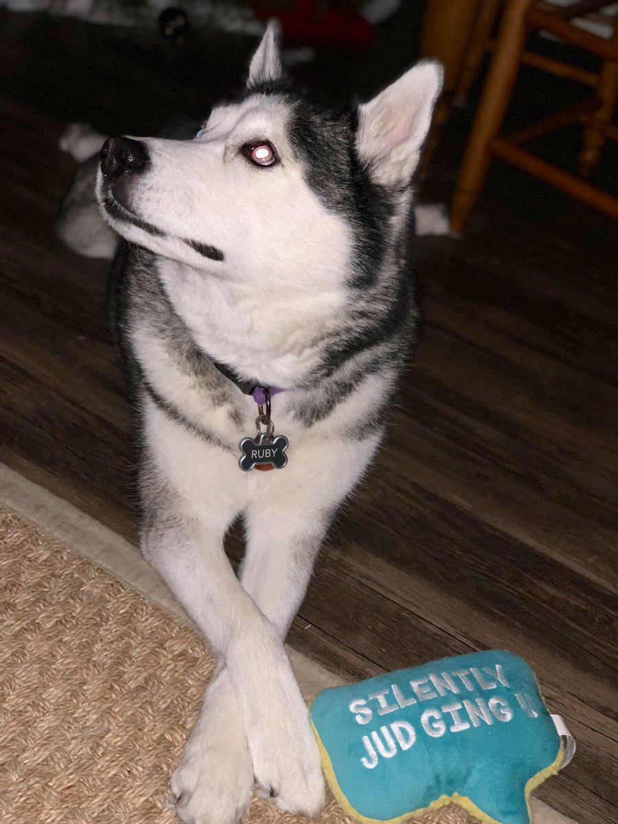 Sammieee_Mariee's tweet photo. My sassy girl! She makes everyday a good day! #husky #sassy #sassygirl #Ruby #RubyBear #adoptdontshop https://t.co/S7bAR5EFww