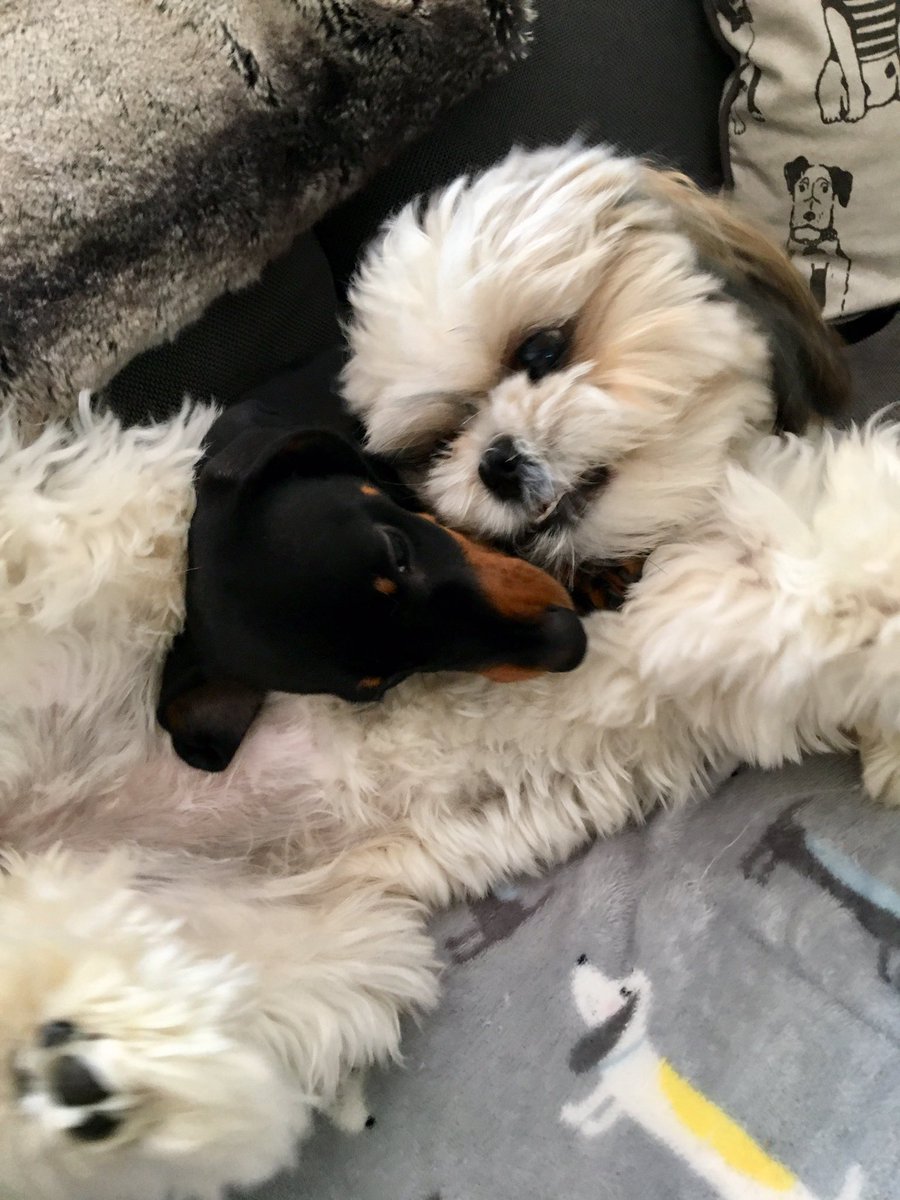 MableDachshund's tweet photo. #lovemysister boo boo
#sisterdog #dachshund #shihtzu #doglovers #minaturedachshund #followmydog #doxie #doxiepoo #sausagedog #sausagedoglove #featuremydog #featuremydachshund https://t.co/z4NygfU3rr