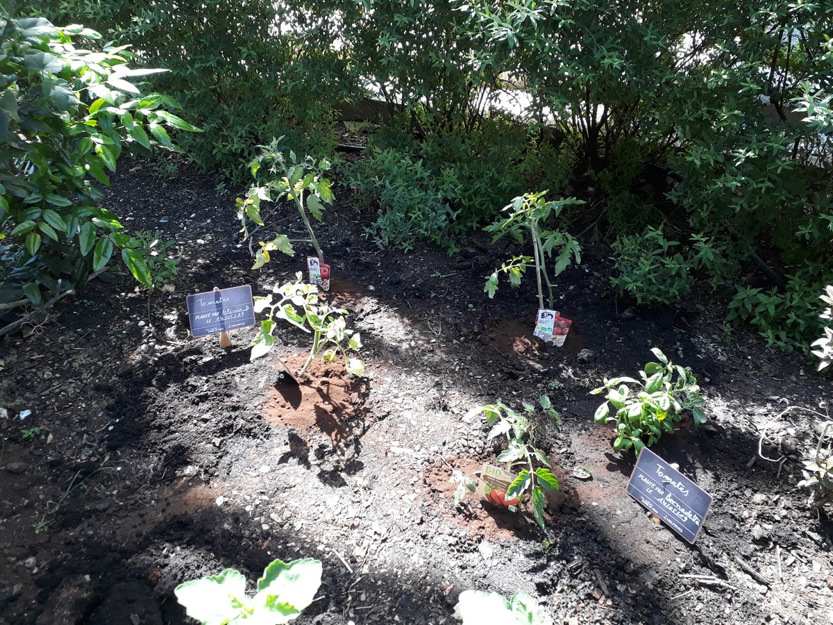 EDF_Normandie's tweet image. Ce midi on plante ! Atelier jardinage dans le patio de nos locaux avec nos voisins d&apos; #Helpevia 🌱🌿
#biodiversite #nature