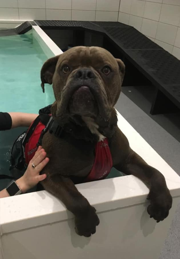 WeAcceptPets's tweet photo. Footfalls in #Essex will make sure your #pet get the best #treatment possible. Whether your pet needs #physicaltherapy or even #hydrotherapy, they are here to help!

https://t.co/YKMVtucw63

#PetTherapy #PetServices #PetService #PetLovers #DogLovers #Therapy #HappyDog https://t.co/JEFc8ddNgP