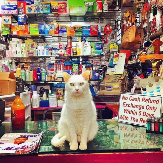 Bodegacats_'s tweet photo. 🎨: @ndkarp https://t.co/sTkAmyIj0A