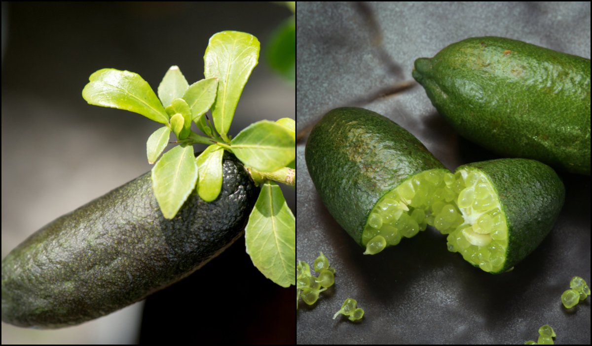 How To Grow Finger Lime Trees In Pots No Matter Where You Live - naturallivingideas.com/grow-finger-li… #limecaviar #fingerlime #garden #nature #gardening #exoticfruits #fruit #naturallivingideas