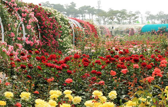 Seoul_Cafe's tweet photo. [FESTIVAL] ต้อนรับวัน Rose Day 🌹🌹 ด้วยเทศกาลดอกกุหลาบสุดยิ่งใหญ่ที่เมืองกกซอง International Rose Festival Gokseong 17-26 พค.62 ชมดอกกุหลาบจากสายพันธ์ุทั่วโลก และกิจกรรมต่างๆ ให้ร่วมสนุกมากมายภายในงาน กลางคืนมีเปิดไฟด้วยค่ะ ค่าเข้า 5000₩

รายละเอียด >> https://t.co/HP0g9vJ9ob https://t.co/tI9UBxtYcp