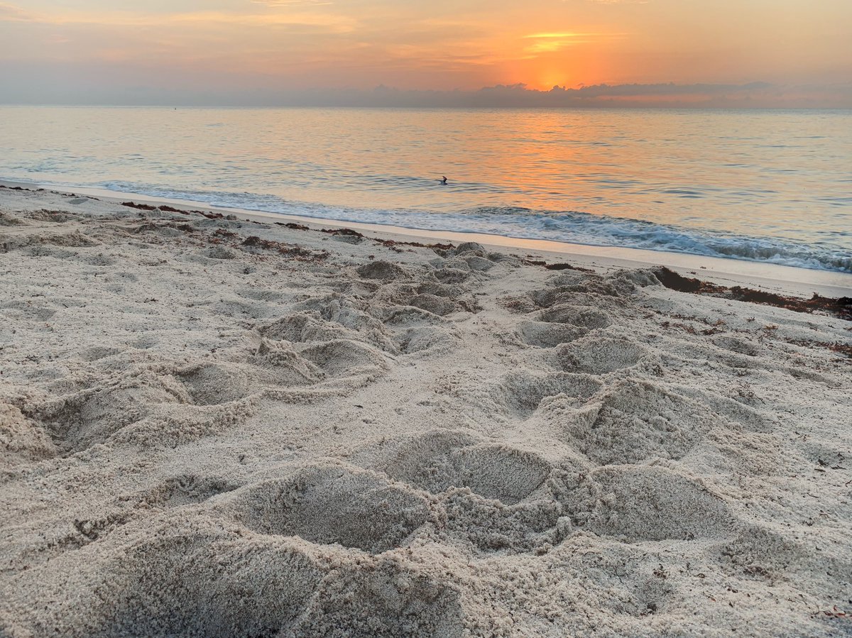 Seaturtle’s tracks.