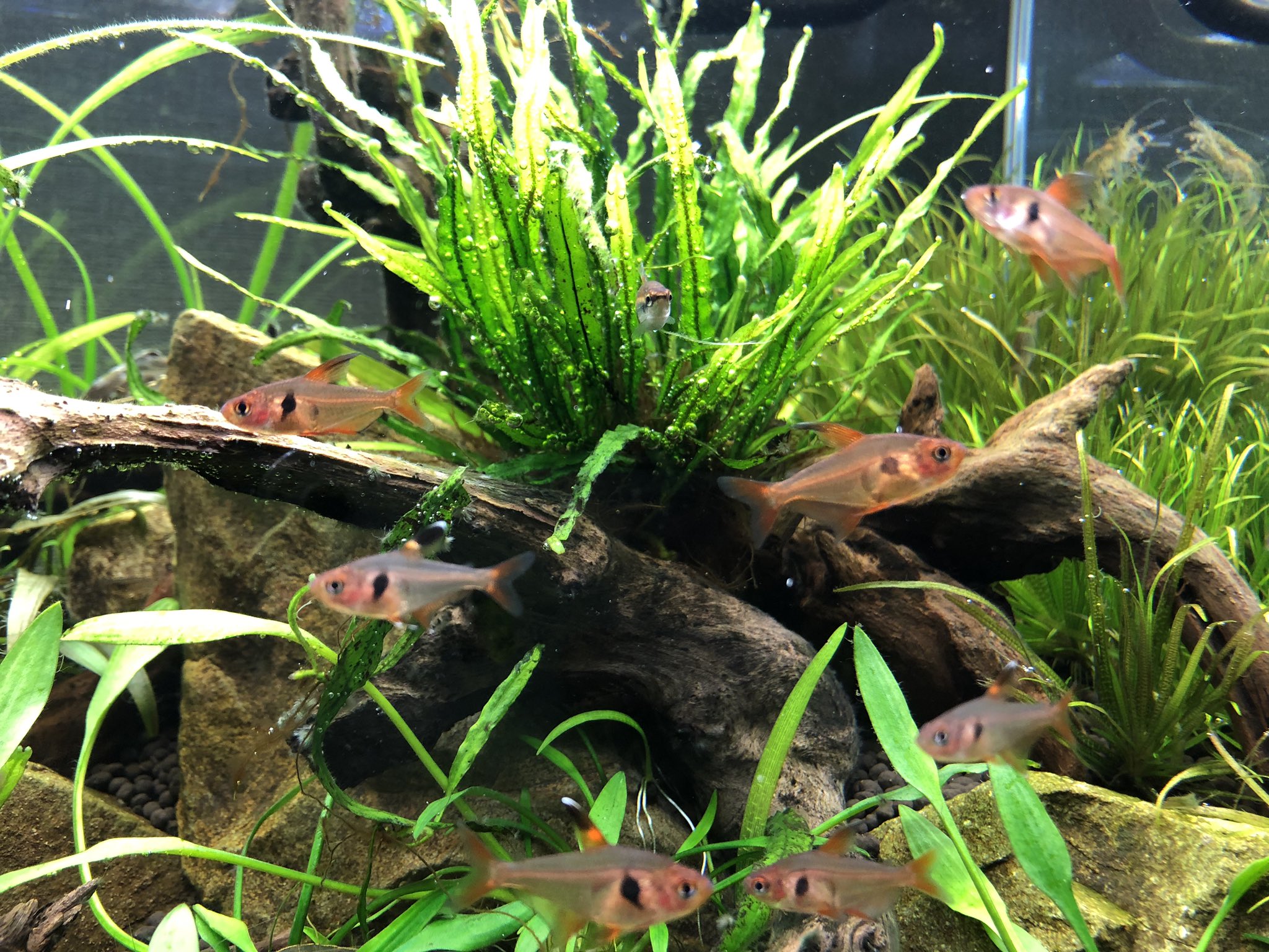 Shimo 5915 Al Twitter レッドファントムの赤みが少し増してきたようなそうでないような 飼いこんでいけばもっと赤くなるのかな アクアリウム ネイチャーアクアリウム 水草 水草水槽 熱帯魚 レッドファントムテトラ Aquarium Natureaquarium T Co