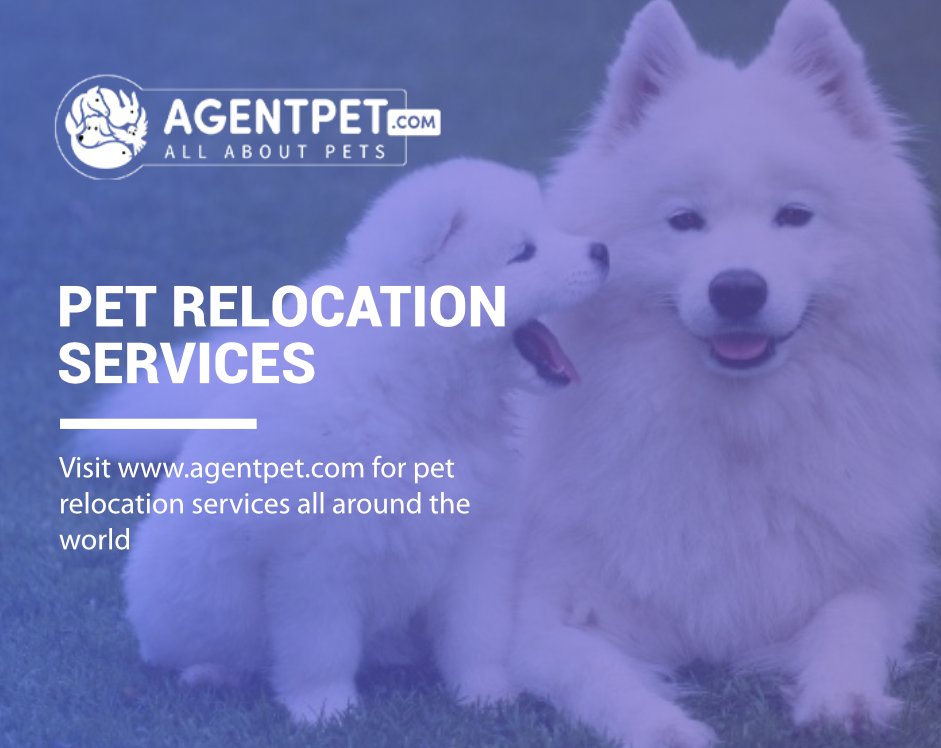 agentpetdotcom's tweet image. Pet Relocation?

We Are Here For You!

Visit: agentpet.com

#agentpet #BuyandSell #PetEngage #PetEngagement #PetAccessories #PetFood #PetRelocation #PetAdoption #FindPetShop #FindVetshop #PetTravell  #petmover #imports #exporters #relocate #relocating #relocation