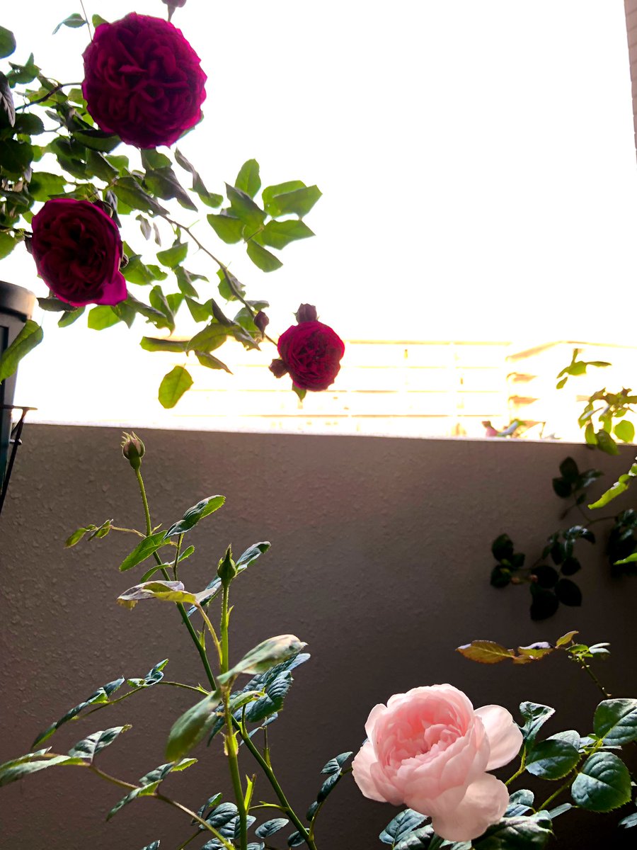 てふ 北東のベランダで咲いているバラ達 ストロベリーヒルは初開花 いい色ですね ピエールとコンパッションはもう少しかな アストリットグレーフィンフォンハルデンベルク クイーンオブスウェーデン ストロベリーヒル ピエールドゥロンサール