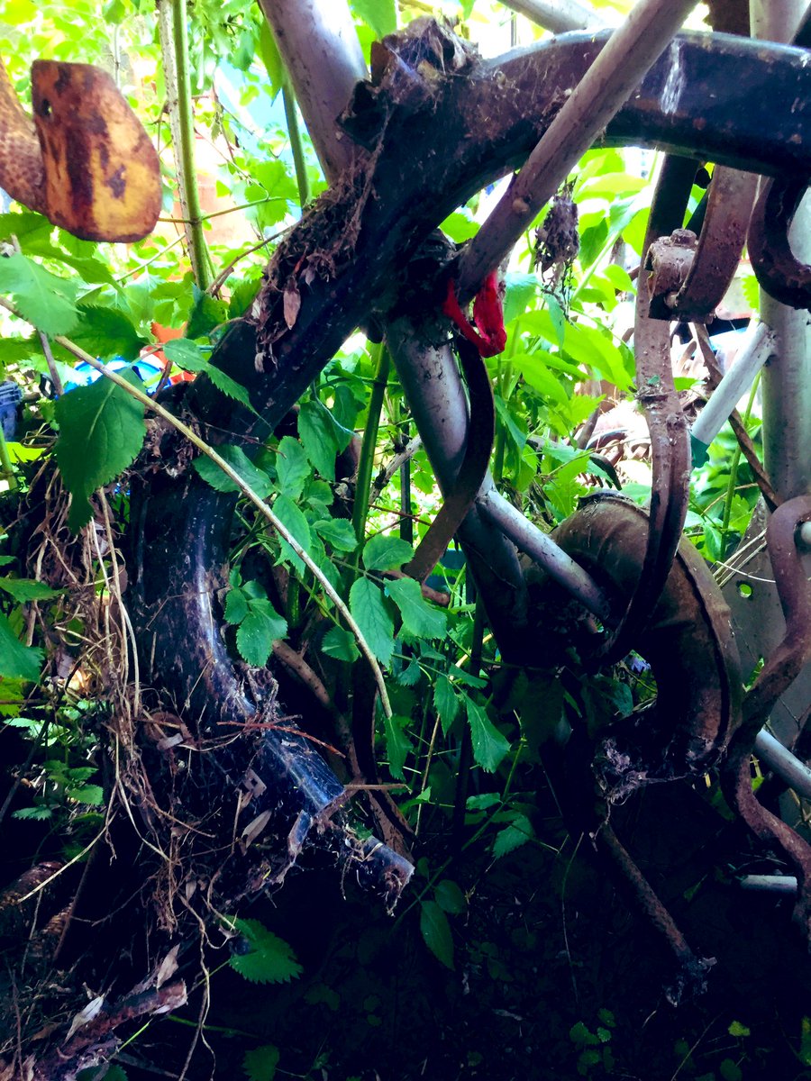 overgrowthesys1's tweet photo. Our search for up cycled solutions are exhaustive... you may see scrap, we see possibility and inspiration! Coming soon to @ShangrilaGlasto #livinglungs #overgrowthesystemcreations #shangrila #fleejones #cocolava #makgilchrist #ediblebusstop ❤️✊🏻🌳 https://t.co/w5xiK33Bky