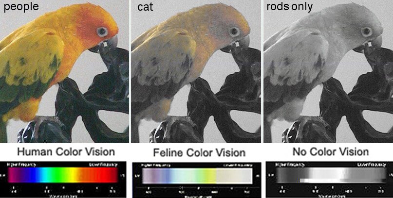 Ночное зрение у собак. Животные различают цвета. Цветовое зрение у животных. Какое зрение у собак. Какие цвета видят кошки.