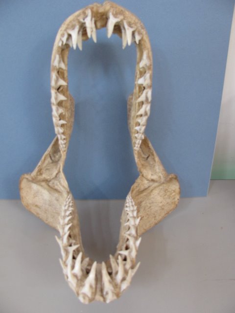 MISSING believed STOLEN: This mako shark jaw was removed from its case and taken from the museum within the last week. The police have been informed but if you see or are offered this jaw please let us know. The pictures below are to show the different angles.