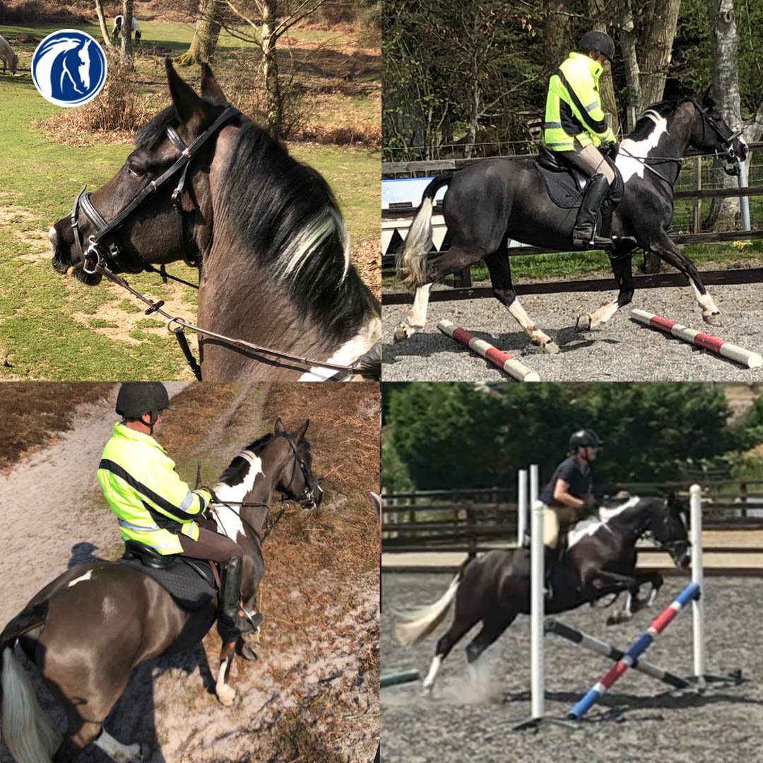 World Horse Welfare Horsecharity Twitter - jackie said lexi is absolutely loving life and has turned into a very bold kind and totally genuine little mare check out our rehoming pages here