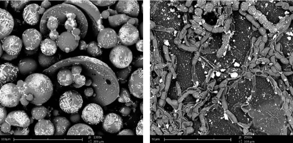 PhenomWorld's tweet photo. Are you wasting time analyzing hundreds of samples one by one? In the case study, Dr. Arnaud Chiche from DSM Ahead explains how a #desktopSEM helped them to optimize their research by increasing the number of samples that can be screened simultaneously: https://t.co/qMhNsh1ZFC https://t.co/hDSjH19rZ8
