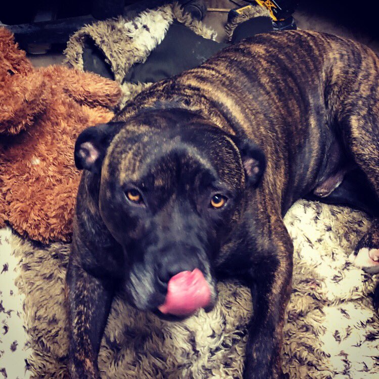 ClarkLifting's tweet photo. We have a new team member, meet Stanley, head of morale, you can speak to him on 01403864864 #officedog #bullmastiff 😍 https://t.co/rKXX7mpUPV