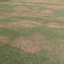 SyngentaTurfSA's tweet image. Banner. Fungicide from Syngenta
Fast. Very, VERY fast. 
Essential for prevention and eradication of #LargePatch in #turfgrass
Tap here 👇
greencast.co.za/product/crop-p…