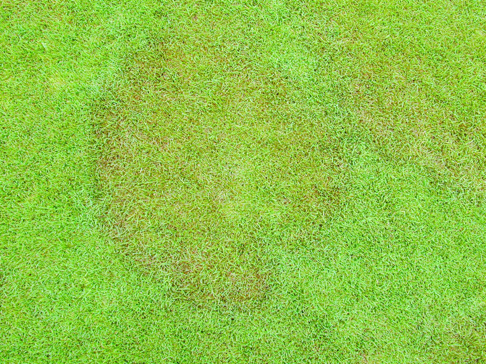 SyngentaTurfSA's tweet image. Banner. Fungicide from Syngenta
Fast. Very, VERY fast. 
Essential for prevention and eradication of #LargePatch in #turfgrass
Tap here 👇
greencast.co.za/product/crop-p…