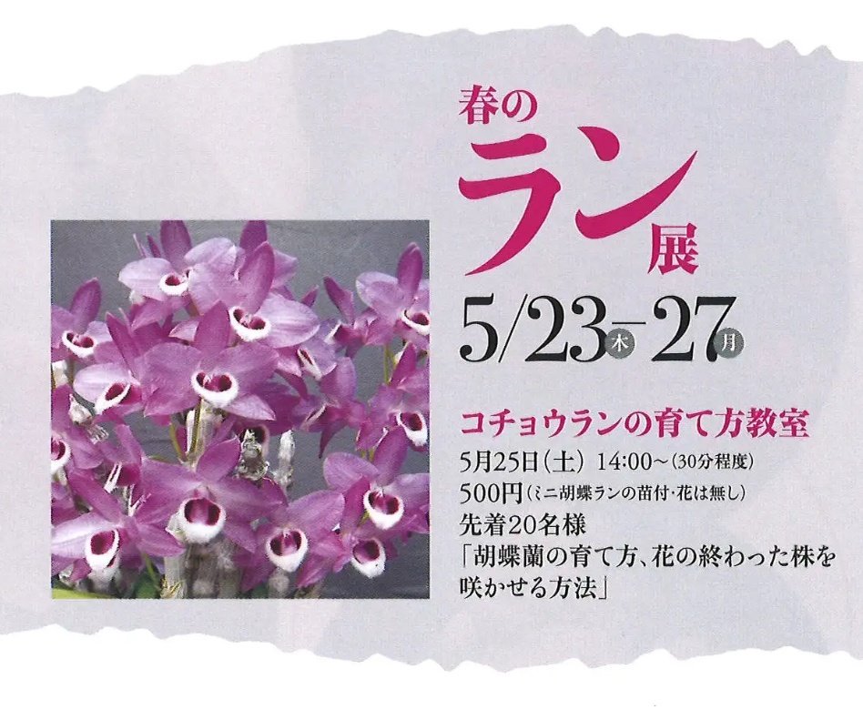 海坊主 名古屋愛蘭会春のらん展5月23日 27日久屋大通公園フラリエ 蘭展情報 蘭展 洋蘭展