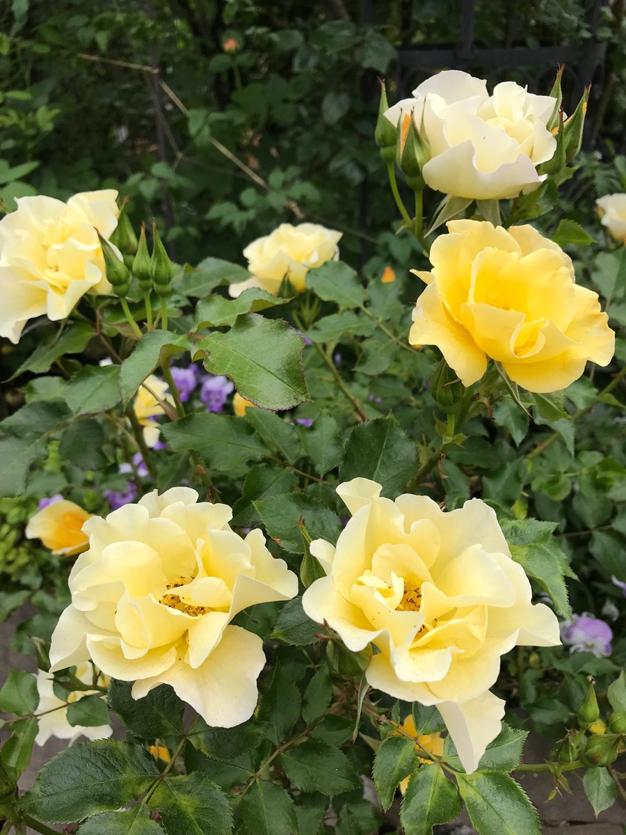 ジェニー！バラが咲くお庭で素敵なランチタイム！一年で一番華やかなシーズンになります！ローズフェアー最高！#garden#ガーデン#ガーデニング#カフェ#バラ#rose#バラ好き#花#花好きと繋がりたい#saitama#話題#撮影#カメラ#グリーンフィンガー#雑貨