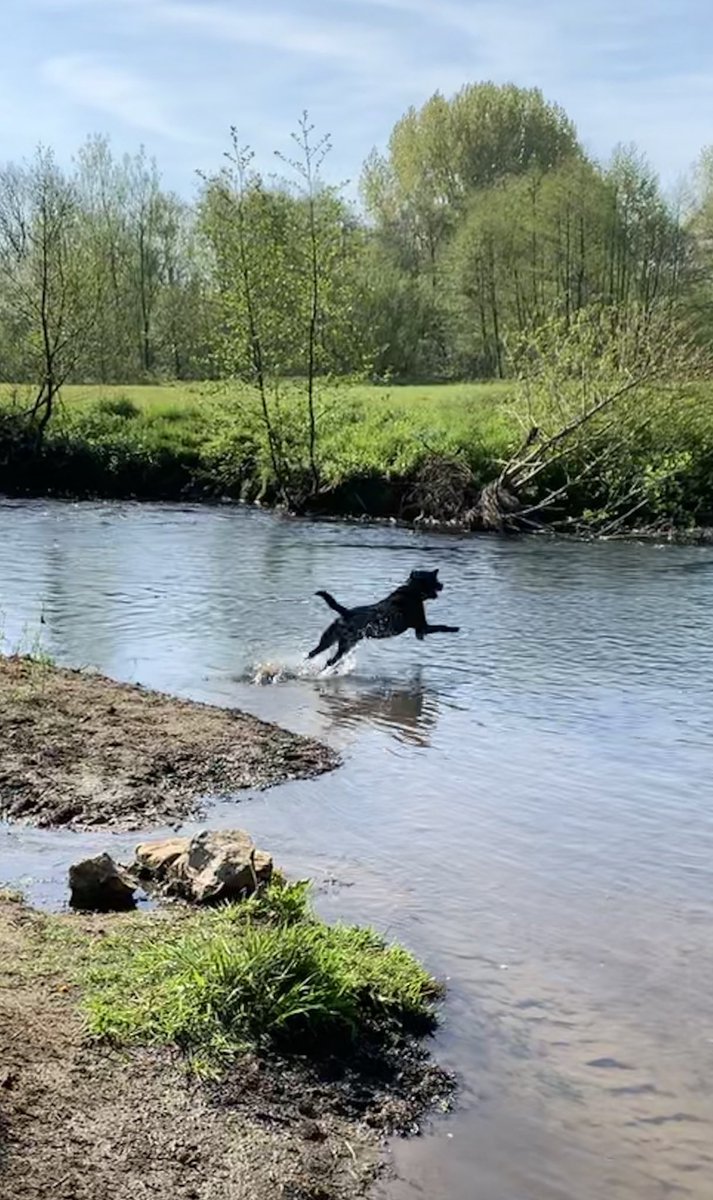 Wadeybunch29's tweet photo. Fun in the sun this morning 🌞 #labradorplay #thewadeybunch https://t.co/bLN33P0KJU