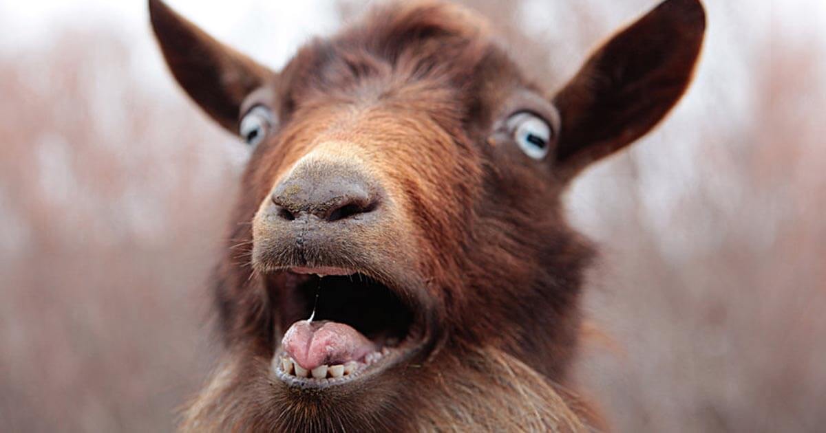 Scream your loss into the Abyss of Despair if you must...but it's Improvisation for Humans...not over achieving quadropeds..Tonight!!! 7pm sharp at The Ship &amp; Mitre, see website for details, link in bio #nothuman #impropriety