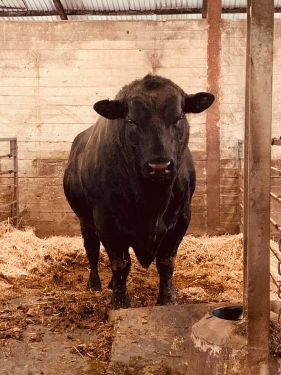 HawksmoorEDI's tweet photo. A couple of weeks back, some of the team went our to Wishaw &amp; Biggar to visit some of the amazing farms who work with @MacDuffBeef to supply our incredible beef... The team learned about all aspects from the feed used for the cattle to the dry-ageing process... #locallysourced https://t.co/T2OIS1aouD