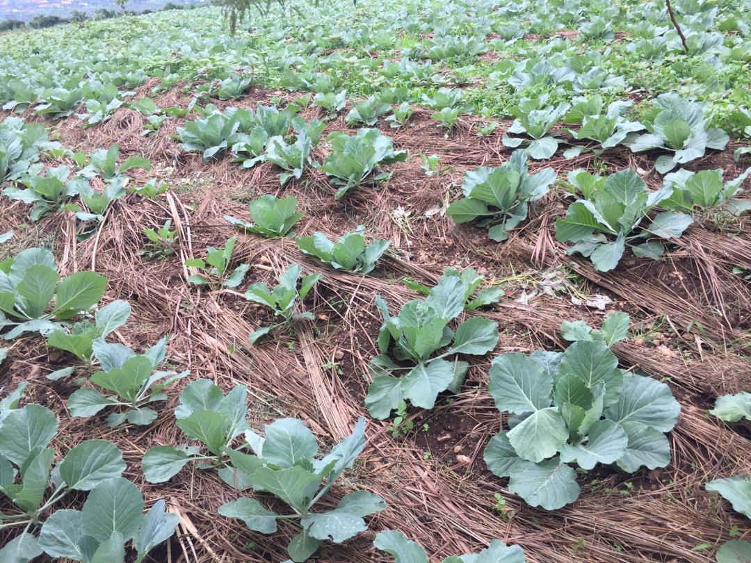 Sunripe Farms Rwanda on Twitter: