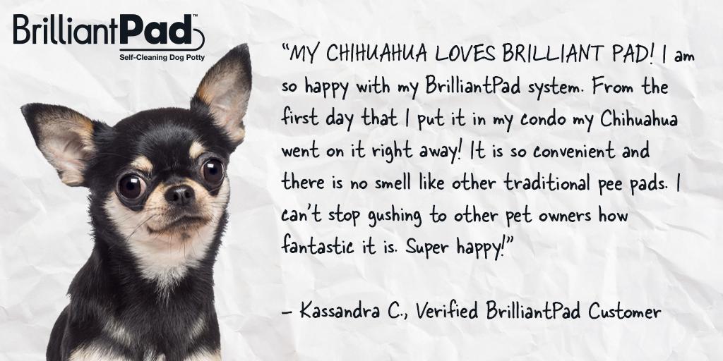 BrilliantPad's tweet image. We're sharing some love from a Brilliant Pad Chihuahua customer today! || #brilliantpad #customer #review #brilliantpadcustomer #chihuahua #nationalchihuahuaappreciationday