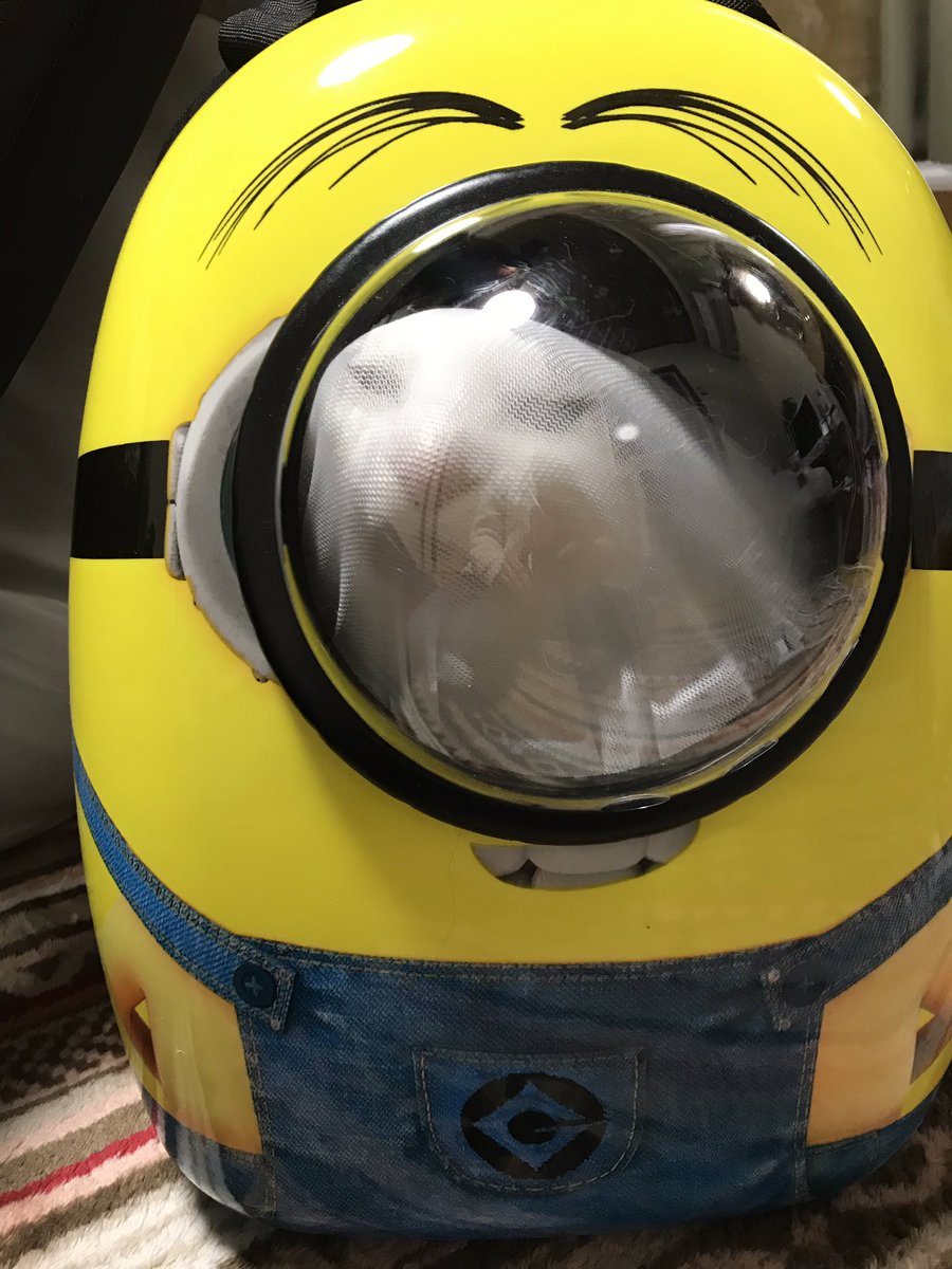 動物病院に通うときなどに使える猫さん専用のモンスターボールリュックがかわいい 性格や気温に関するアドバイスなども寄せられる 風通しよくないから Togetter 動物病院に通うときなどに使える猫さん専用のモンスターボールリュックがかわいい 性格や気温に関するアドバイスなども寄せられる 風通しよくないから Togetter