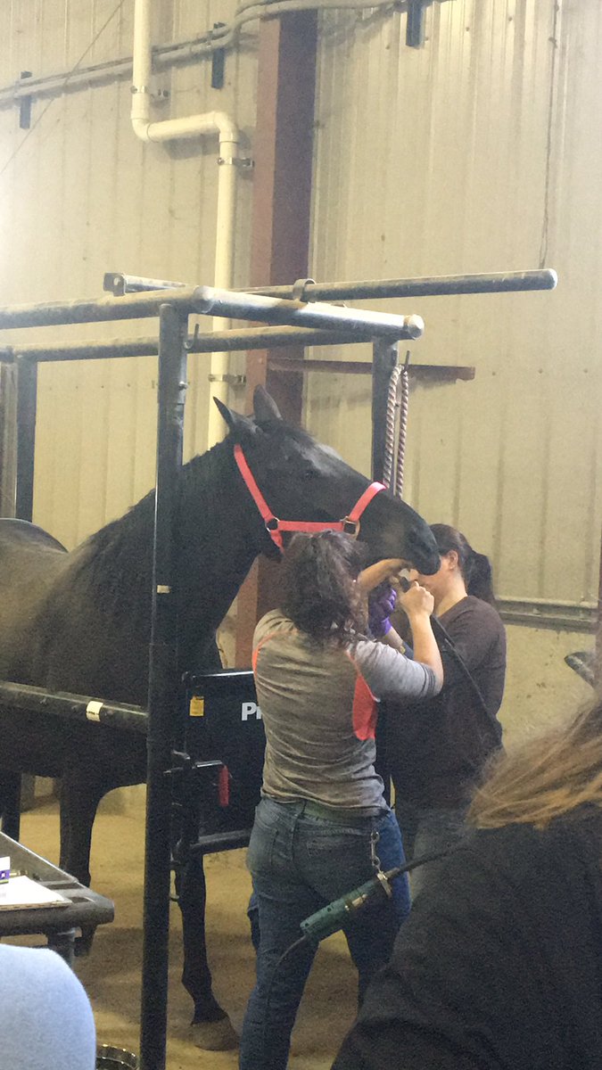 TreschaMitchell's tweet photo. Floating Equine teeth at NDSU Equine center. #DLSchools https://t.co/srgPS2xaXA