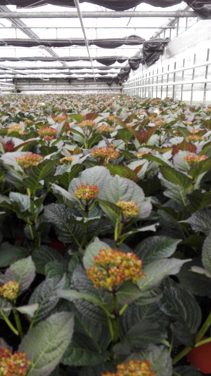 den_wijng's tweet photo. Mooie Hydrangea van Tilburg https://t.co/SrWHfyxZp3