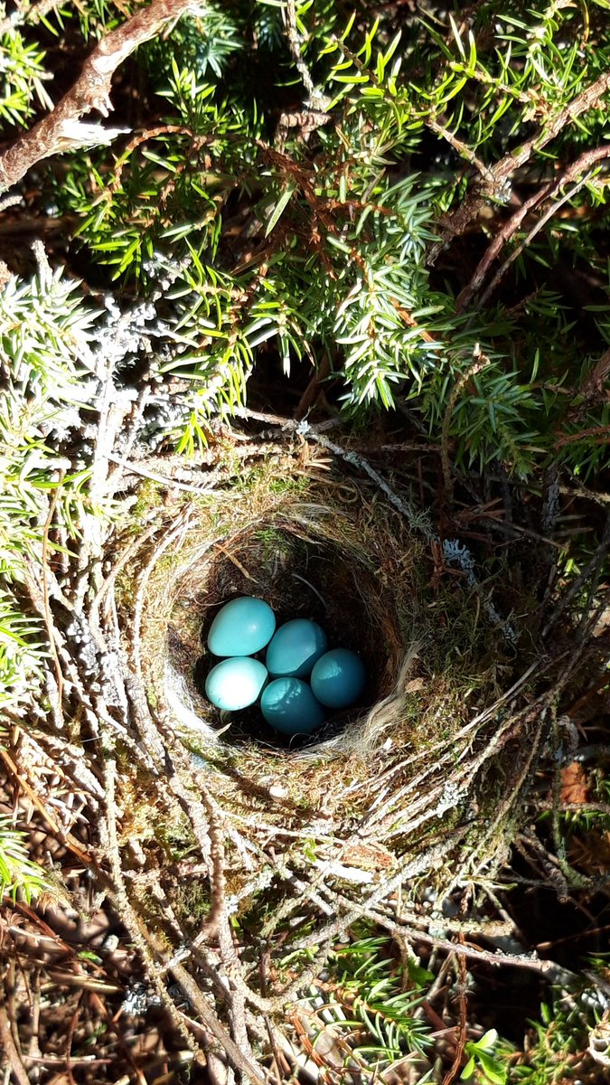 TKValko's tweet photo. @MaipuMaire 
Tunnistatko minkä linnun pesä🤔 https://t.co/sbD8C9pG29