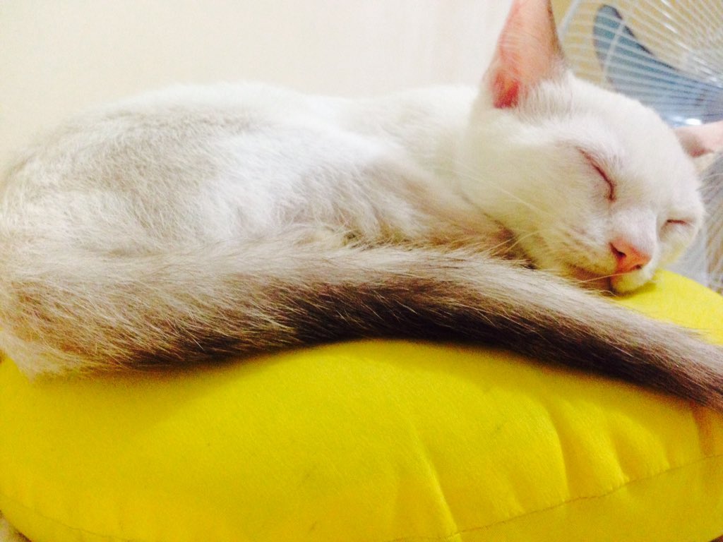 niknokmanokx's tweet photo. Ang mabait na miming kapag tulog,
#dehan! https://t.co/1tG789d6Bt