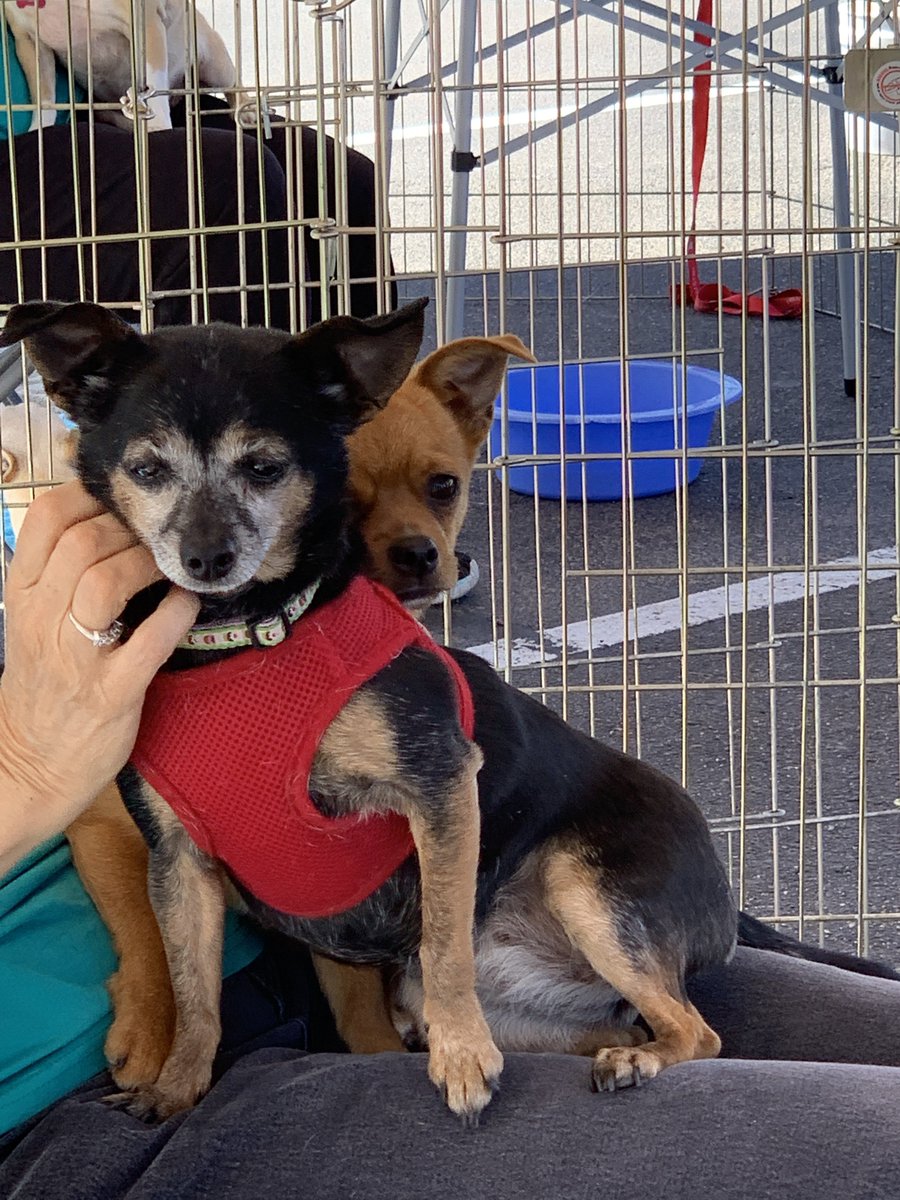 csdr_rescue's tweet photo. Sweet Cheyenne and soon to come hiding behind her, Goldie are looking for their forever homes. Visit https://t.co/meyYKhsmuf  for more info and to fill out an app
****sorry we only adopt  within Colorado https://t.co/bZGyTpXyhA