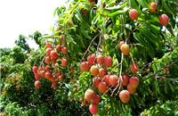 Graphickh1's tweet image. អត្ថប្រយោជន៍អំពីផ្លែគូលែន api.tnaot.com/article/articl…